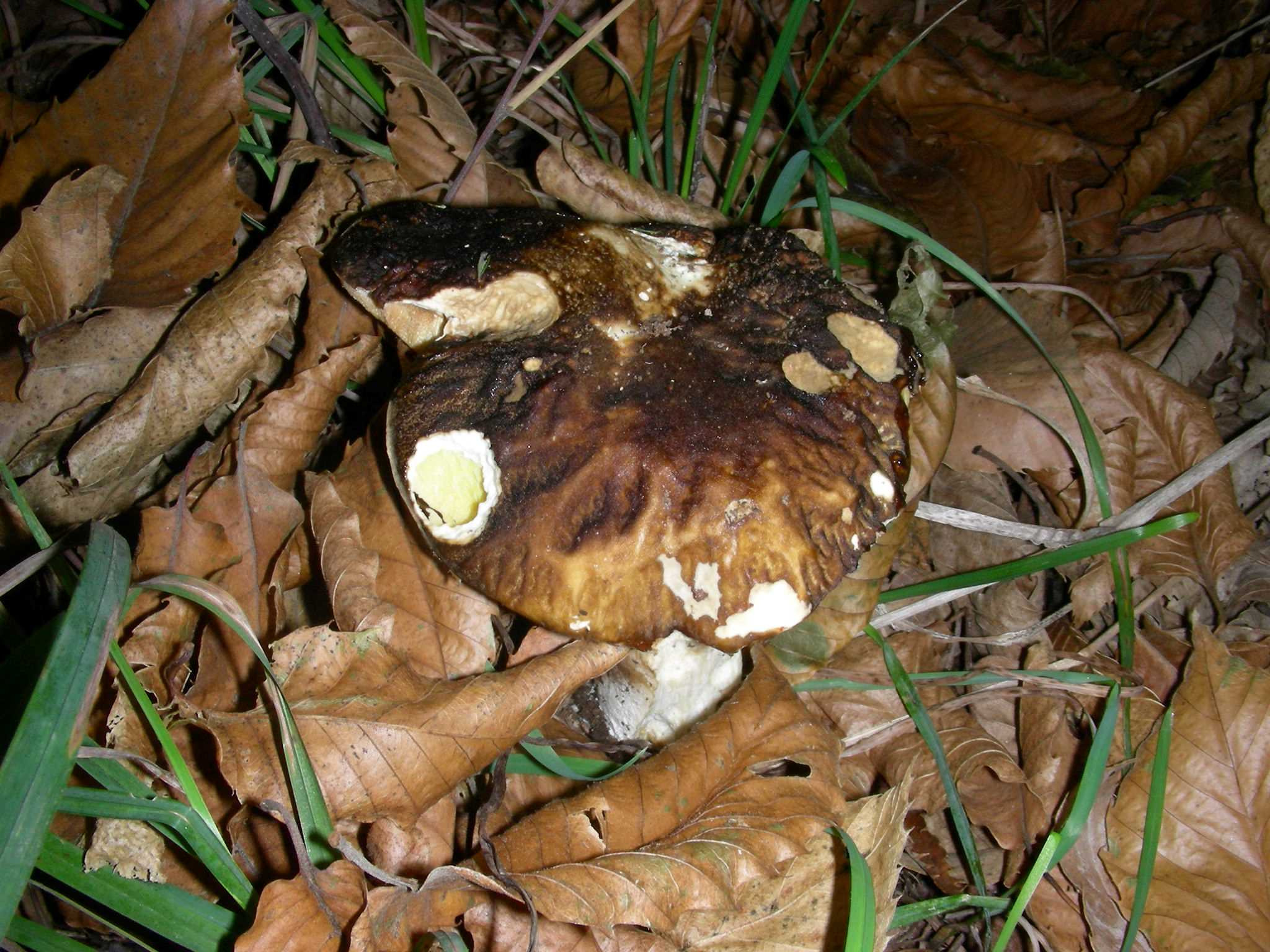 1127 Ottobre vecchio ritrovamento